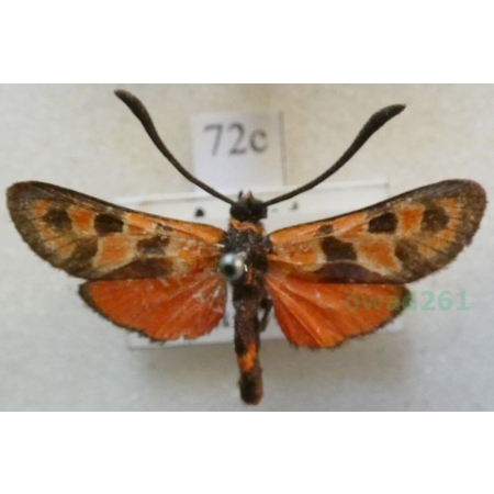 Zygaena fausta (Linnaeus, 1767) Kraśnik cieciorkowiec Francja72c